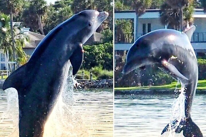 Yes They Jump for us. 