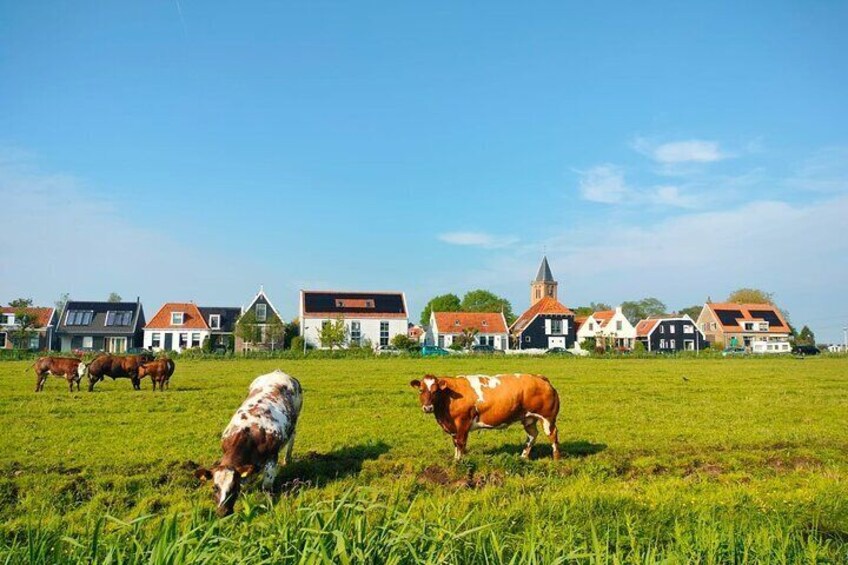 Zunderdorp with its cows