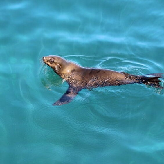 Picture 4 for Activity Hout Bay: Duiker Island Seal Colony Cruise