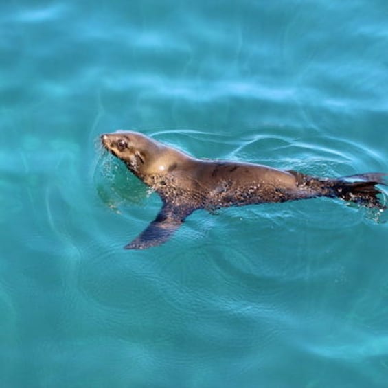 Picture 4 for Activity Hout Bay: Duiker Island Seal Colony Cruise