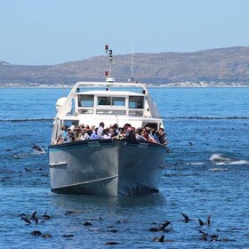 Hout Bay: ล่องเรืออาณานิคมแมวน้ำที่เกาะ Duiker