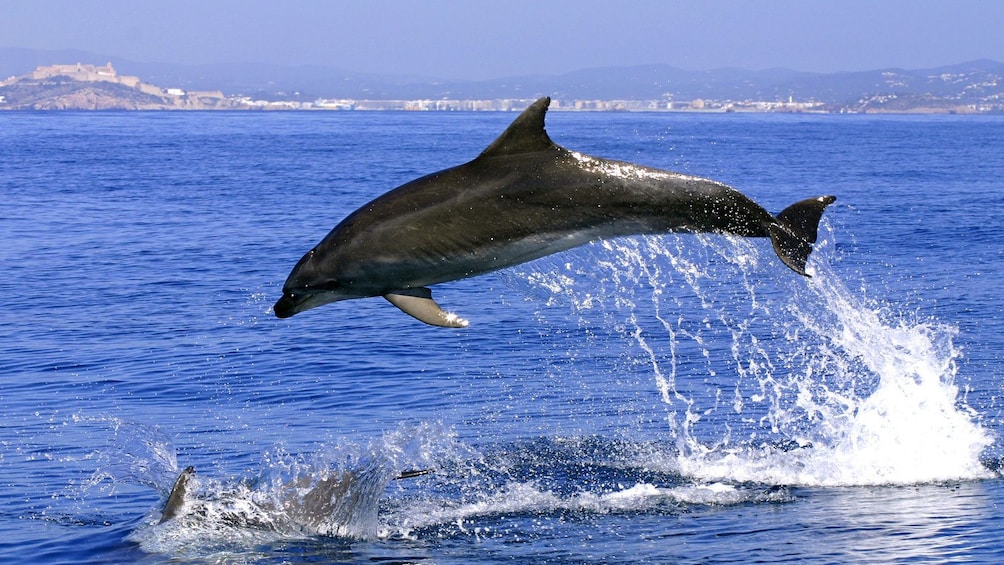 Dolphin leaping out of the water in Gibraltar