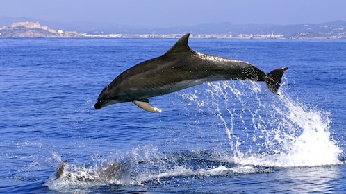 Delfinskådningskryssning i Gibraltar - heldagstur