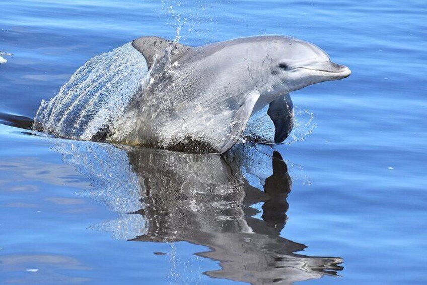 Giant and Dolphin Sightseeing Cruise in Mandurah