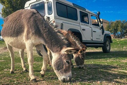 Asinara National Park Full Day 4x4 tour