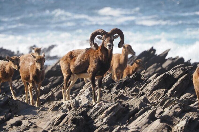 From Stintino: Asinara Minivan Tour