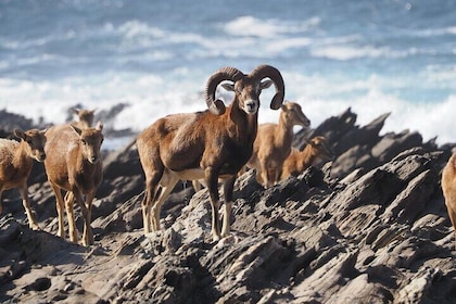 From Stintino: minivan tour of Asinara