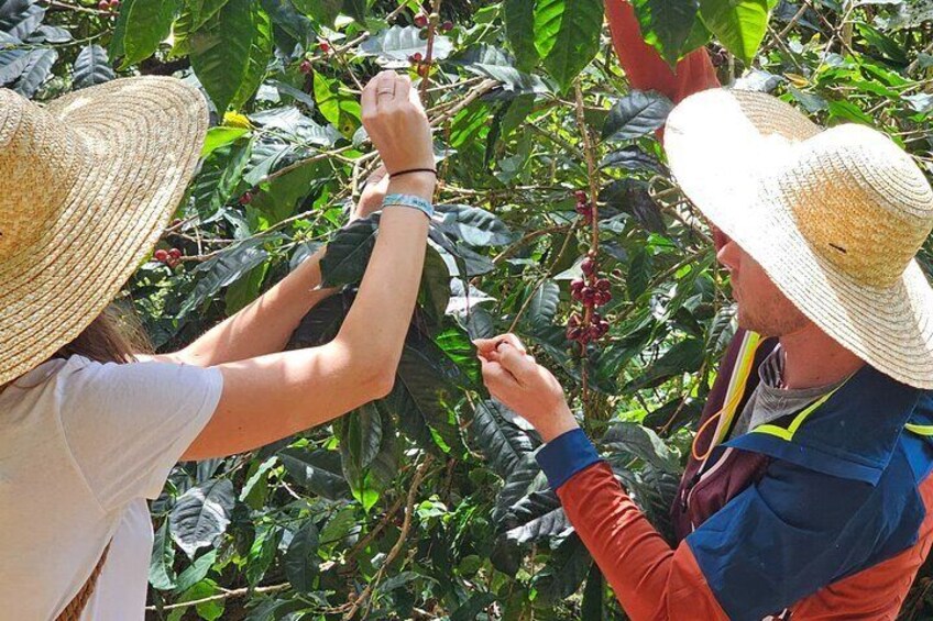 Ancestral Coffee Experience in Boquete