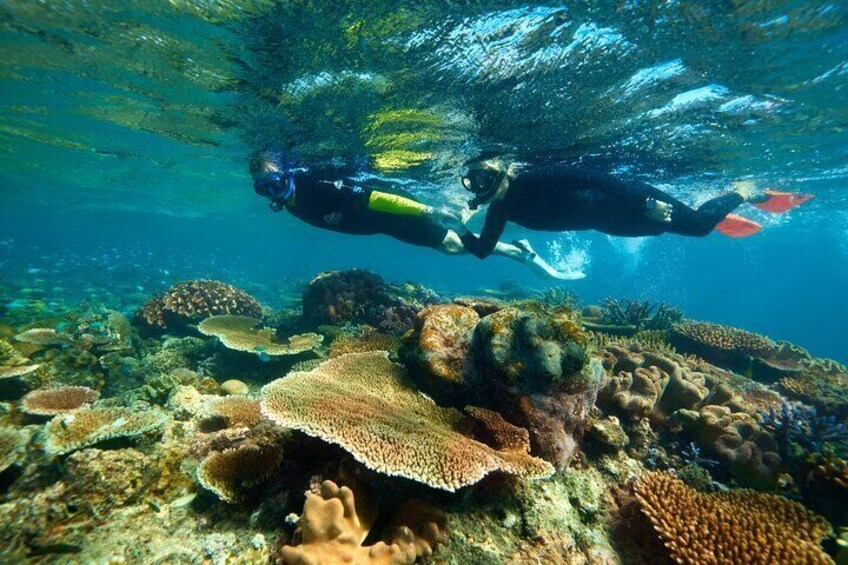 Half Day Snorkel Tour in Great Barrier Reef 