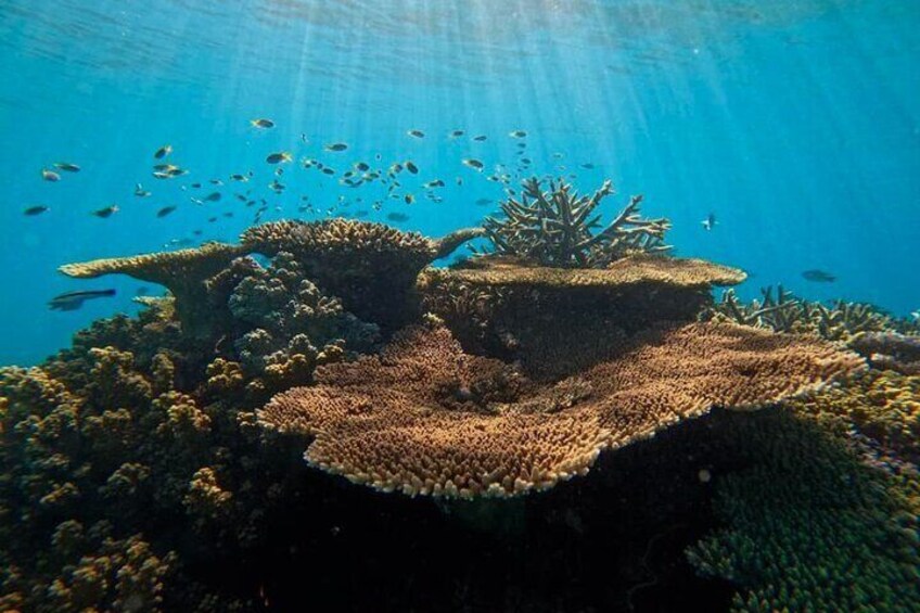 Half Day Snorkel Tour in Great Barrier Reef 