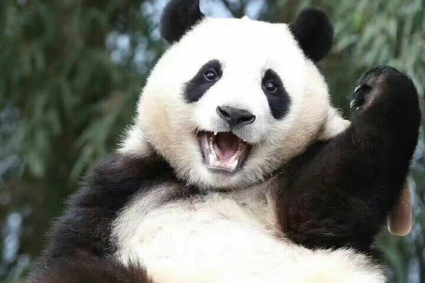 Panda, Leshan, and Emei Mountain 2-day tour