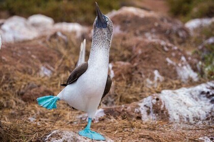 6-Day Galapagos Evolution (3 Islands) & 2-Day Amazon WildlifeTour