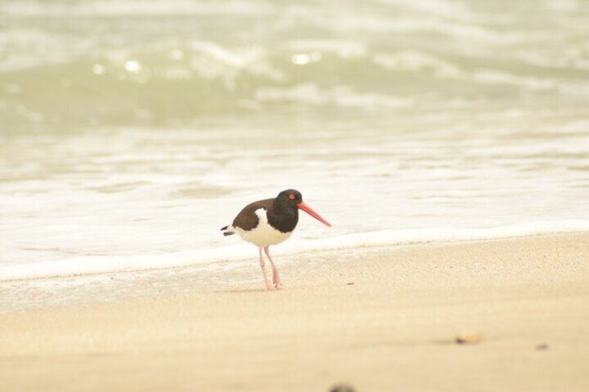 Sunset Tour at The National Reserve of Paracas