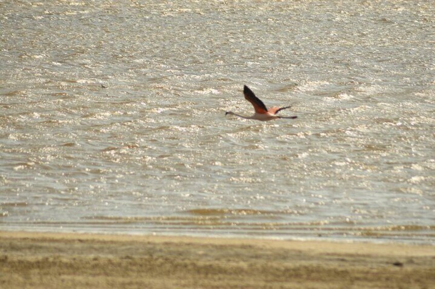 Sunset Tour at The National Reserve of Paracas