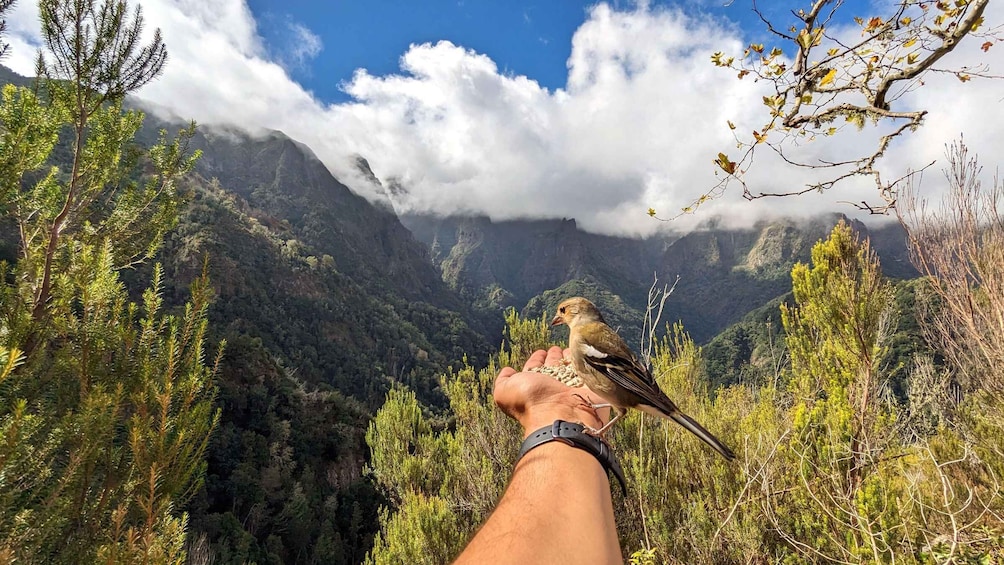 Picture 2 for Activity The Fabulous Pico do Arieiro in 4h: Immersive Experience