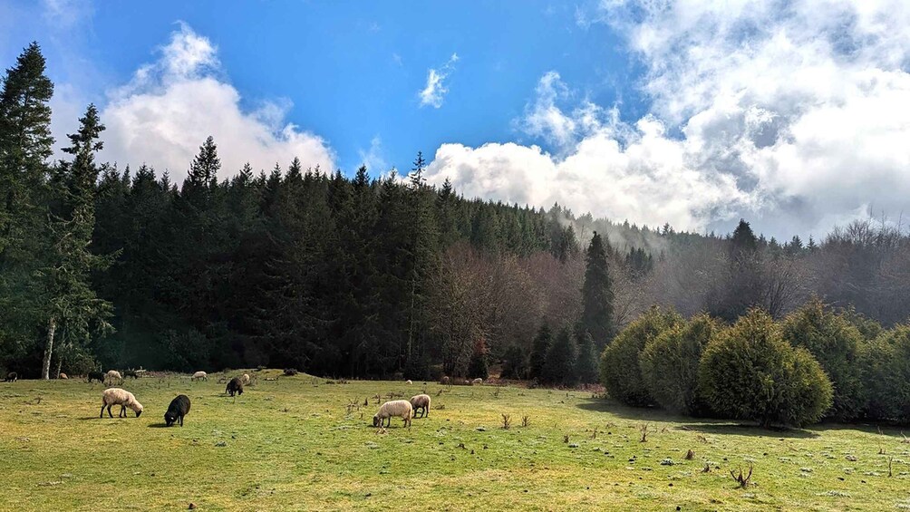 Picture 6 for Activity The Fabulous Pico do Arieiro in 4h: Immersive Experience