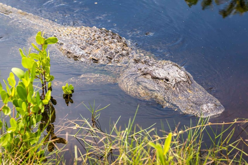 Picture 6 for Activity Everglades: Mangrove, Grassland Airboat Tours, & Boardwalk