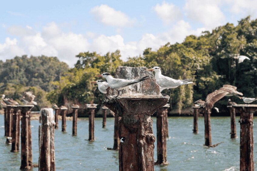 Picture 7 for Activity From Samana: Los Haitises Boat and Walking Tour with Lunch