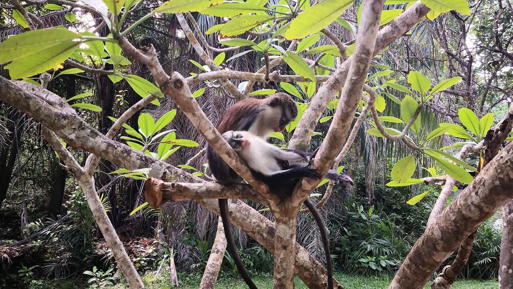 Picture 4 for Activity Lekki Conservation Center Extraordinary Tour