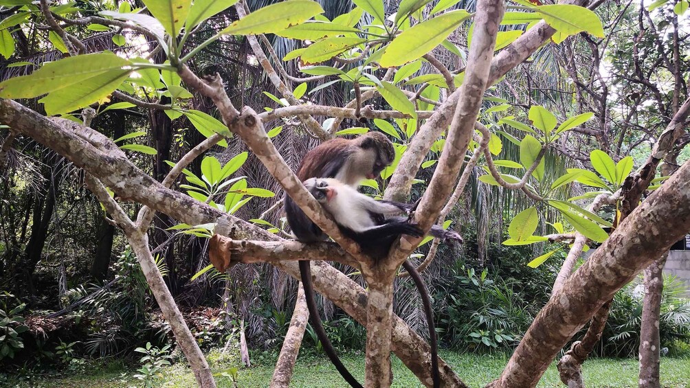 Picture 4 for Activity Lekki Conservation Center Extraordinary Tour