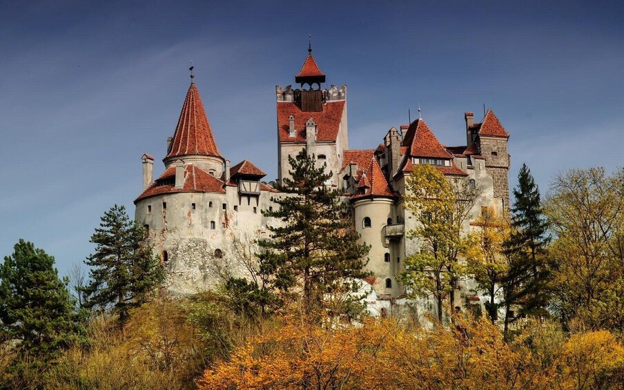 Picture 8 for Activity One day trip Bear Sanctuary, Dracula Castle