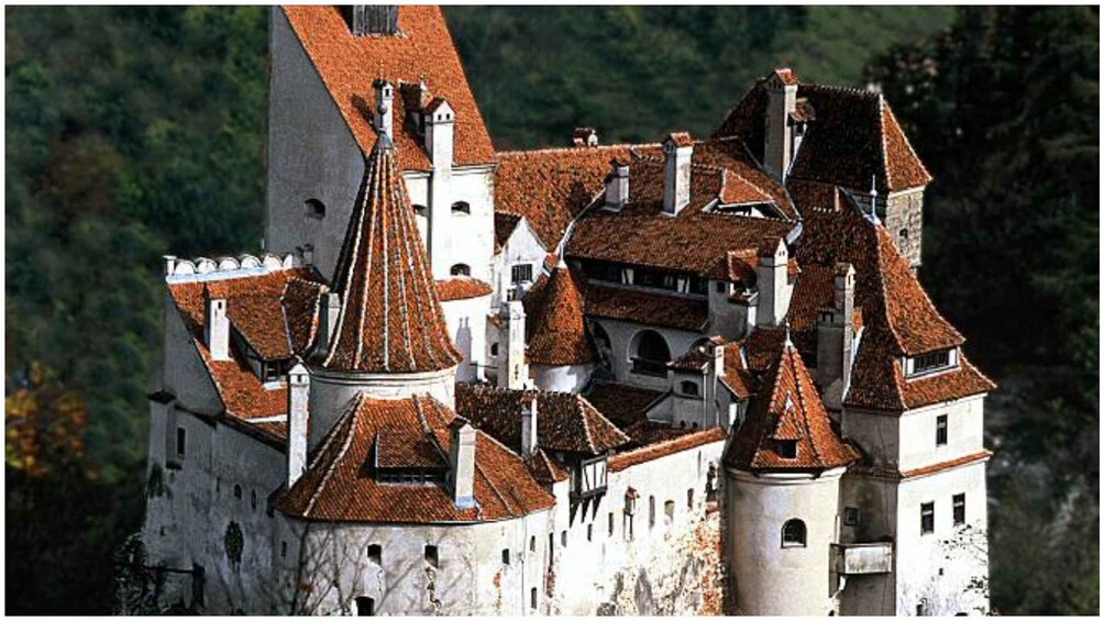 Picture 16 for Activity One day trip Bear Sanctuary, Dracula Castle