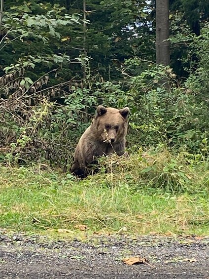 Picture 10 for Activity One day trip Bear Sanctuary, Dracula Castle