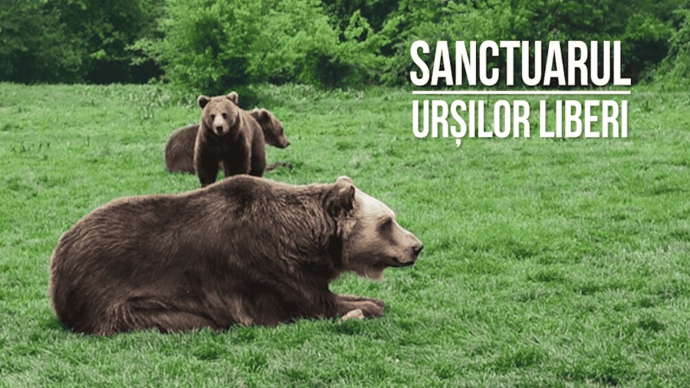 One day trip Bear Sanctuary, Dracula Castle