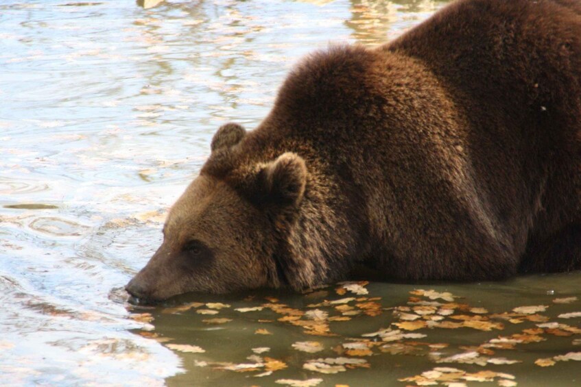 Picture 9 for Activity One day trip Bear Sanctuary, Dracula Castle