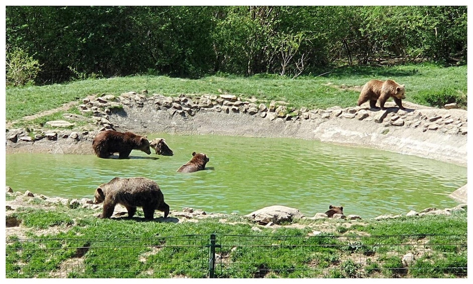 Picture 7 for Activity One day trip Bear Sanctuary, Dracula Castle