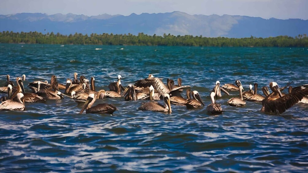 Picture 5 for Activity Tour Los Haitises, Montaña Redonda y Cascada Yanigua