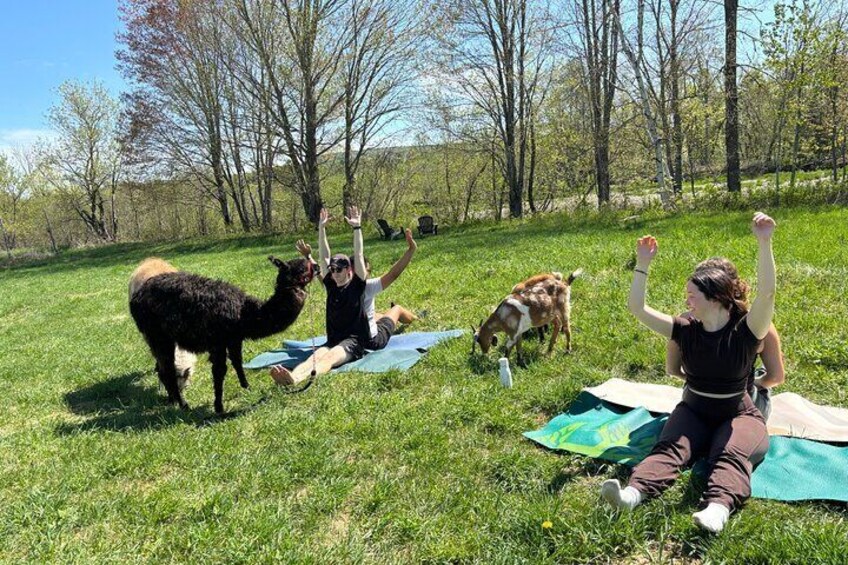 Hiking With Llamas or Goats