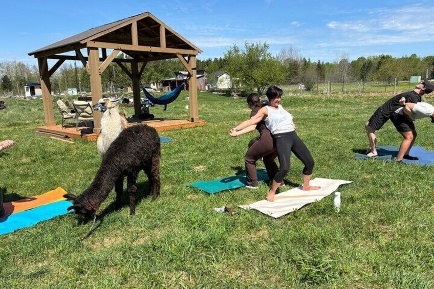 Llamastay / Goat yoga