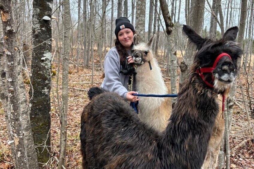 Hiking with llamas