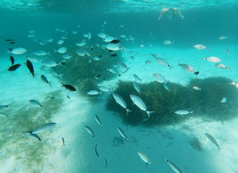 Picture 8 for Activity Favignana and Levanzo Island: Swim, Snorkeling and Lunch