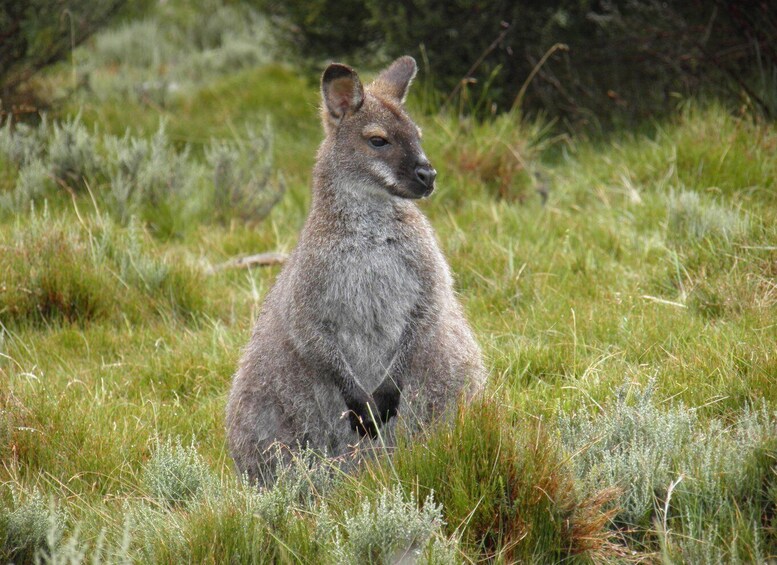 Picture 13 for Activity Tasmania: (New tour) 6-Day Small Group Nature-based Tour