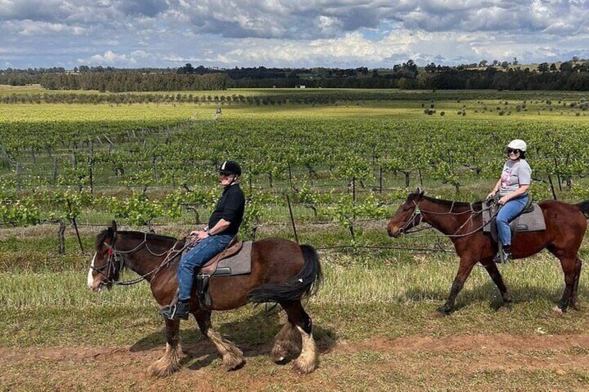 Hunter Valley Horse Ride - 90 Minutes -Vineyard & Mountain Views 