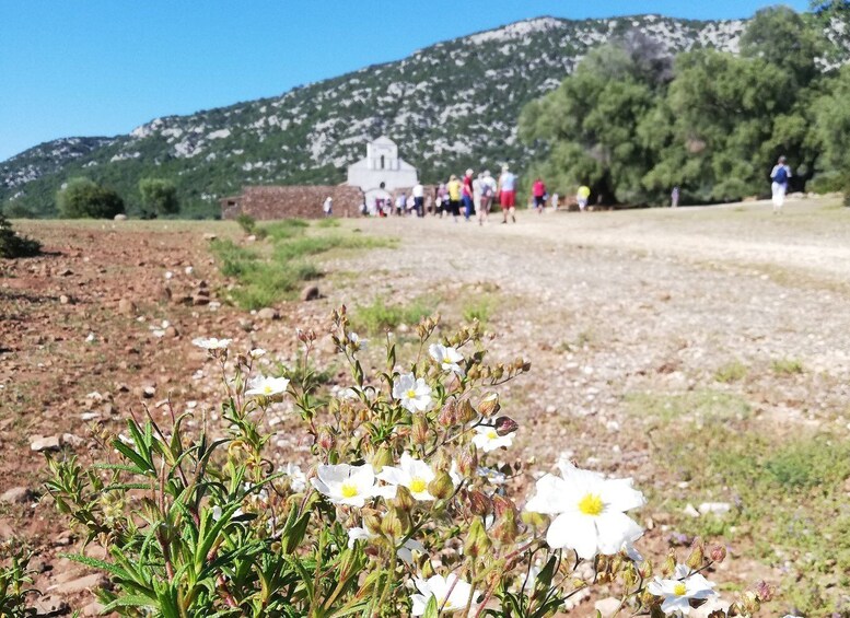 Picture 6 for Activity Trenino Supramonte: Guided tour of Golgo plateau