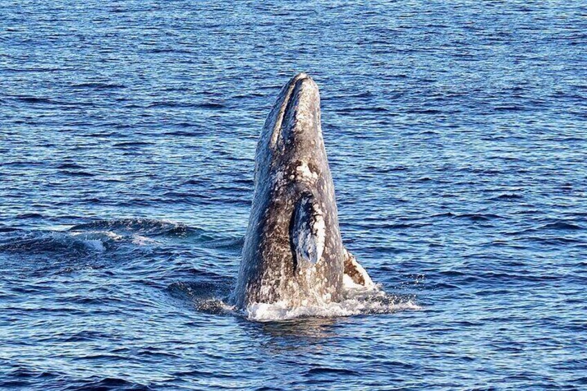 Guided Whale Watching Tour from Long Beach