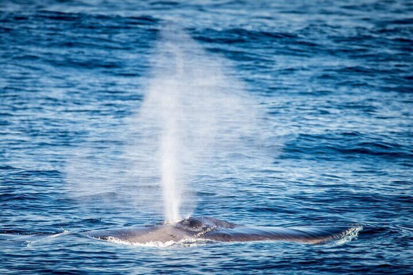 Guided Whale Watching Tour from Long Beach