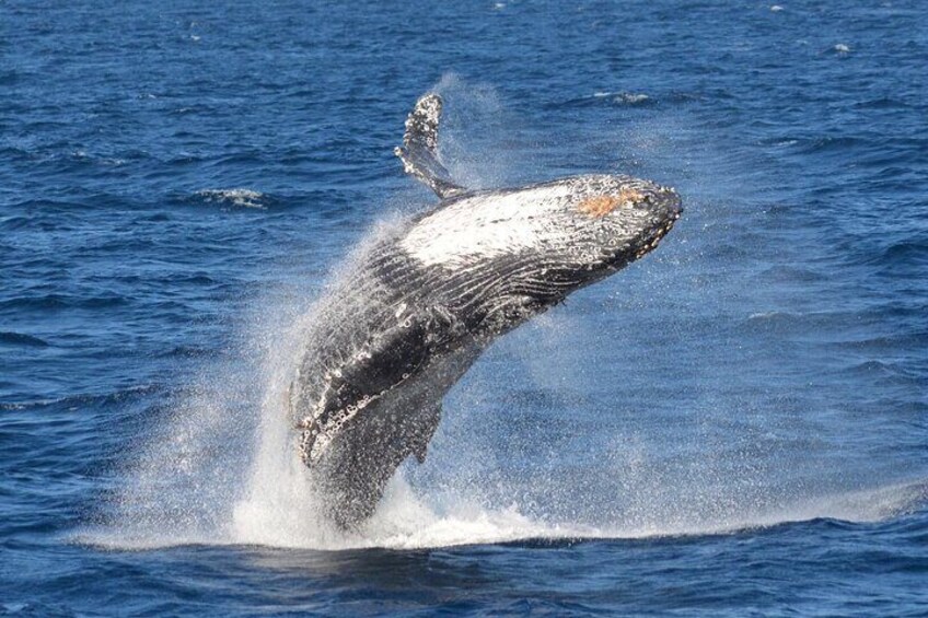 Guided Whale Watching Tour from Long Beach