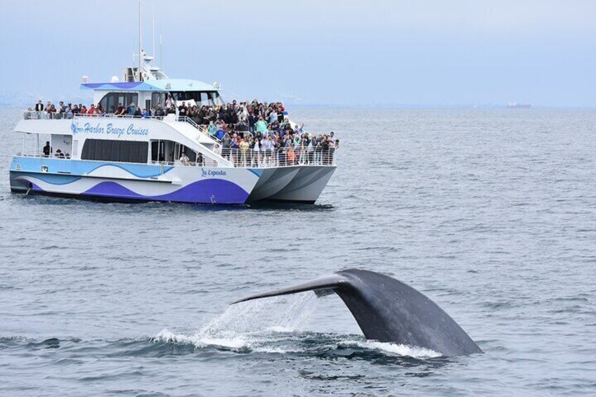 Guided Whale Watching Tour from Long Beach