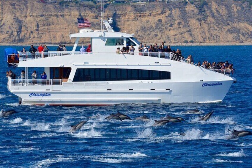 Guided Whale Watching Tour from Long Beach