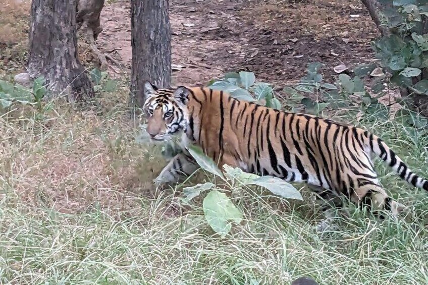 Panna National Park and Tiger Reserve Jeep Safari from Khajuraho