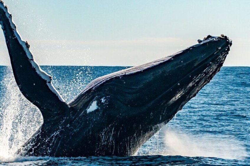 Whale Watching Sydney