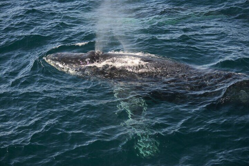 Whale Watching Sydney 