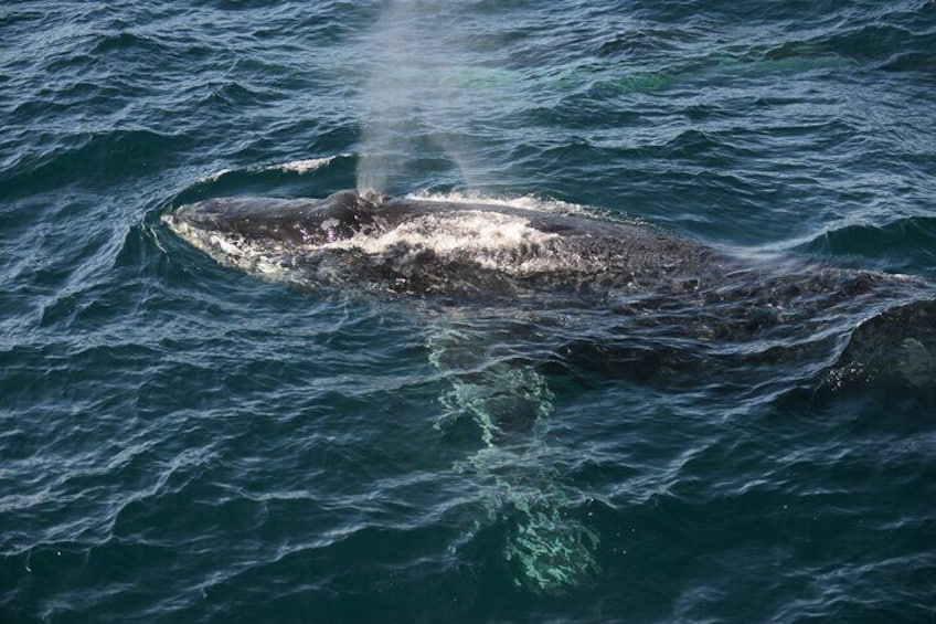 Whale Watching Sydney