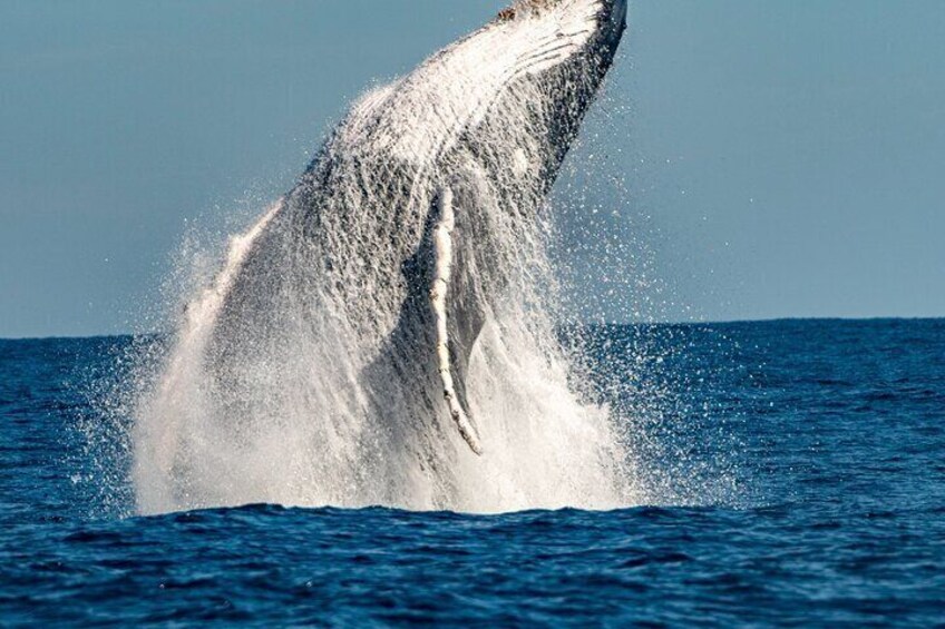 Whale Watching Sydney 