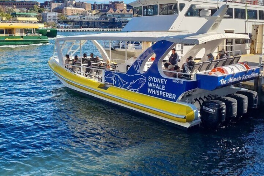 Whale Watching Sydney
