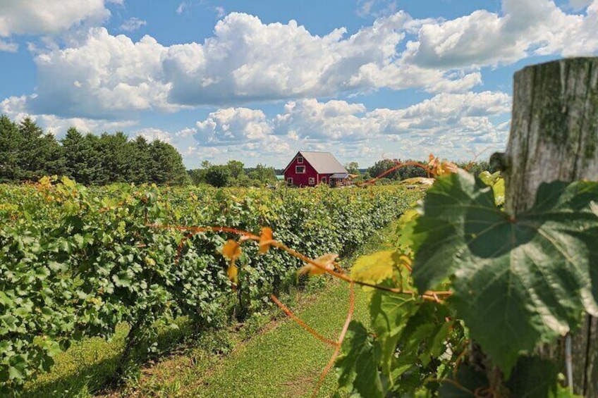 Full Day Pontiac Wine & Cider Tour - Day Trip From Ottawa & Gatineau